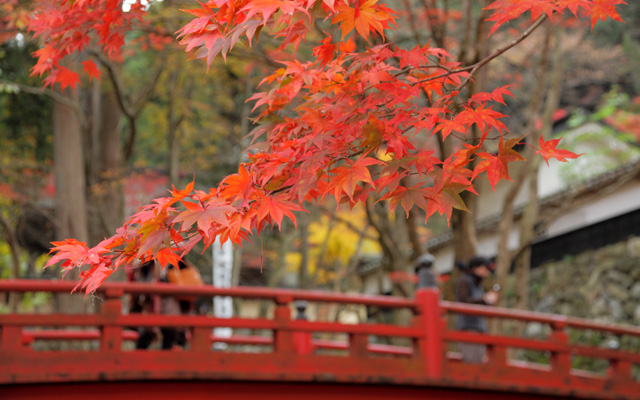 両界山横蔵寺の紅葉