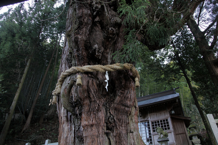 神明神社の大杉