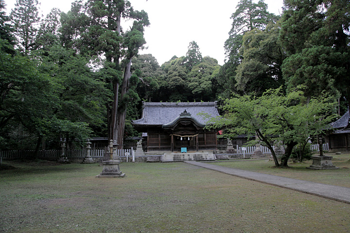 伊富岐神社大杉