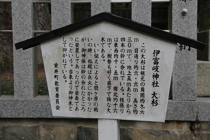 伊富岐神社大杉