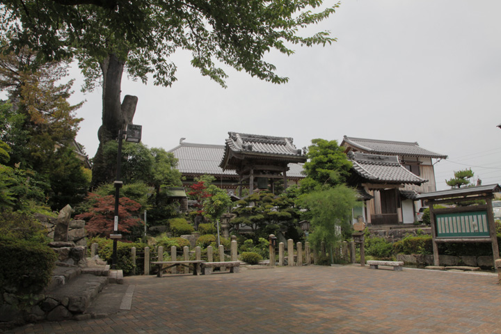 玉泉寺・大ケヤキ