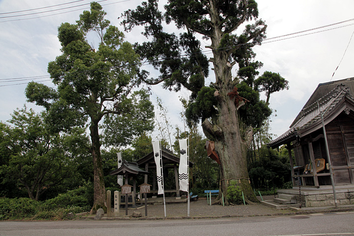 月見宮大杉と福島正則陣跡