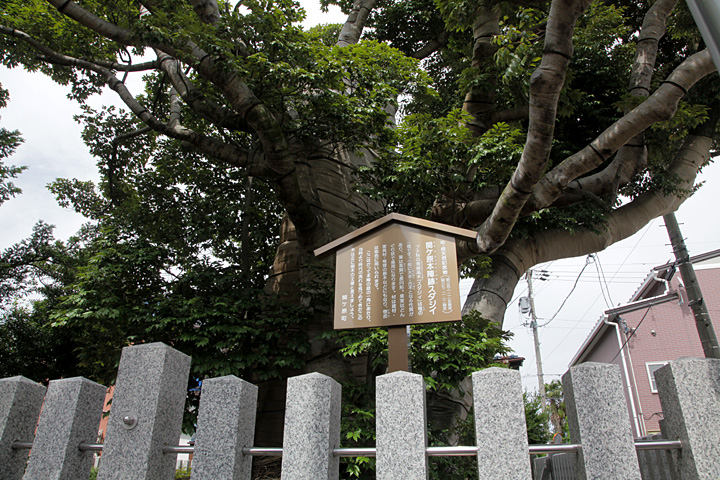 関ヶ原本陣跡スダジイ