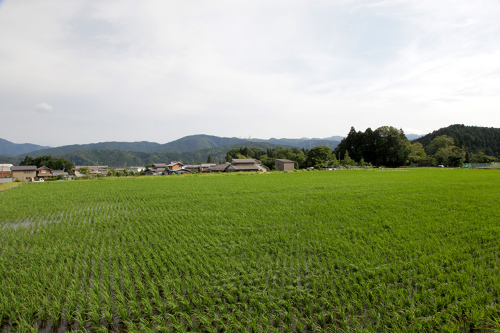 決戦地から見た松尾山方面