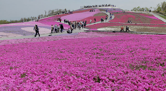 茶臼山高原芝桜の丘