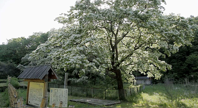 国天然記念物 ヒトツバタゴ自生地（犬山市）