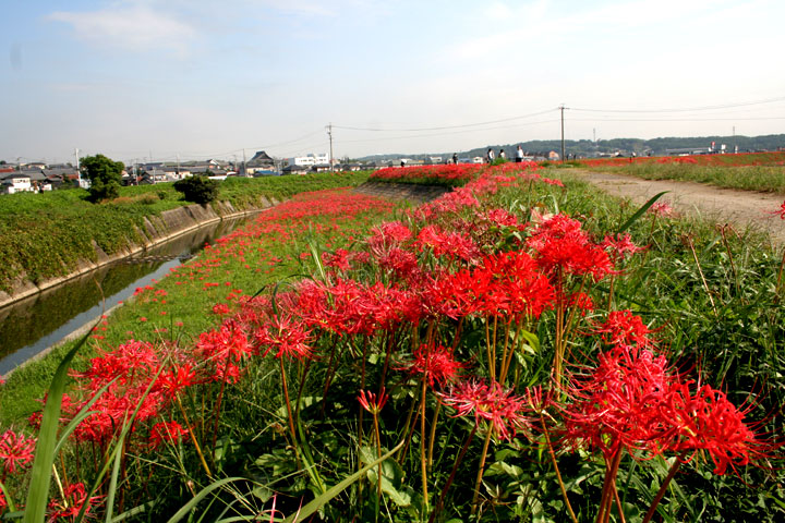 矢勝川の堤に咲く彼岸花