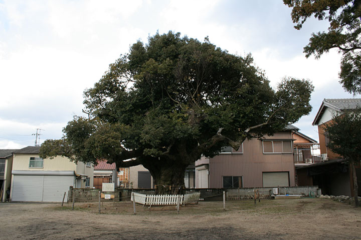 川俣神社スダジイ