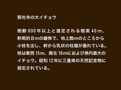 照光寺の大イチョウ解説