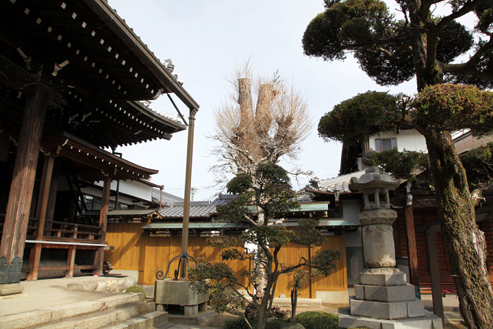 盛泉寺大イチョウ