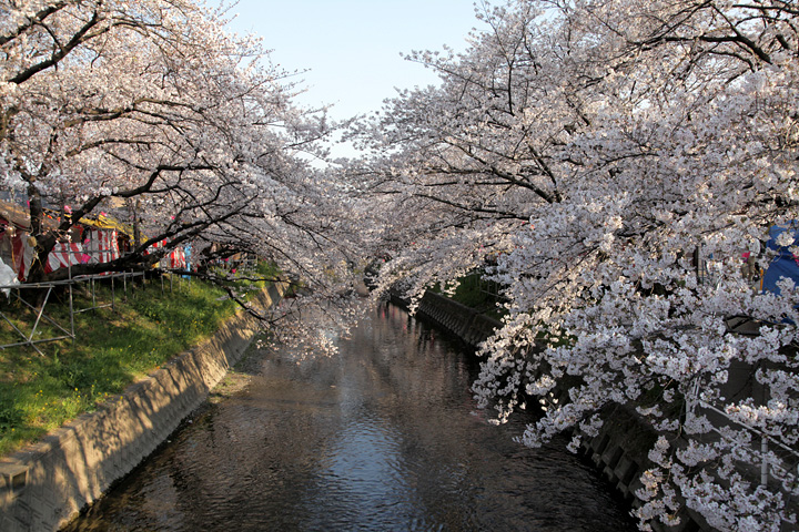 五条川桜まつり