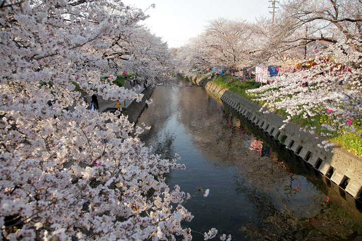 五条川桜まつり