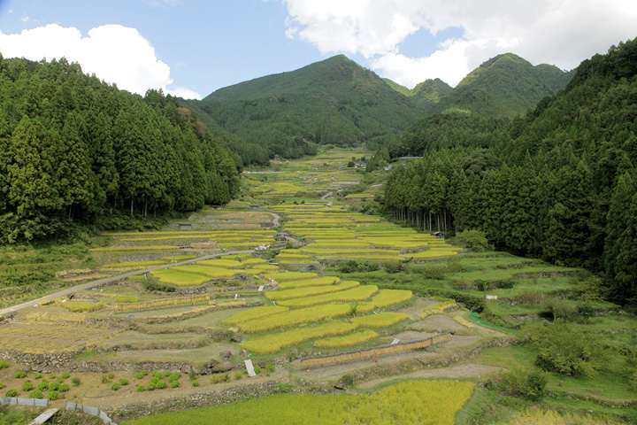 四谷千枚田