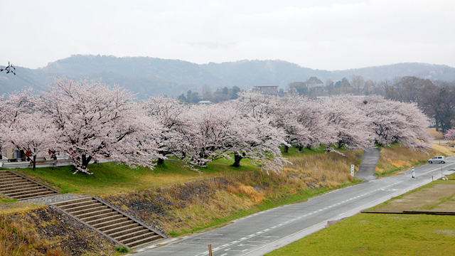 三重県伊勢湾岸の桜