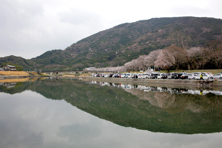 五十鈴川堤(伊勢市)