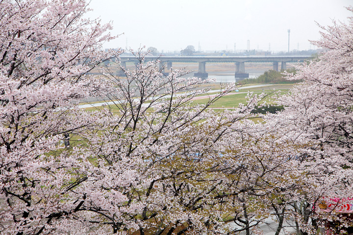 宮川堤(伊勢市)