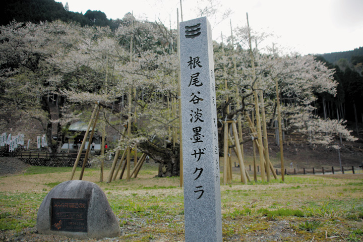 「日本三大桜」根尾谷薄墨桜