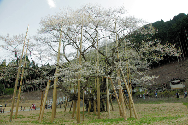 「日本三大桜」根尾谷薄墨桜