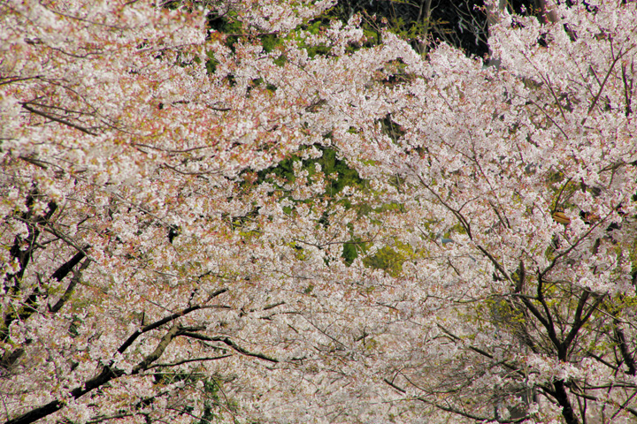 日当(ひなた)駅周辺の桜並木
