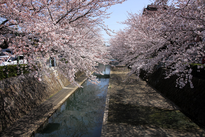 水門川と桜