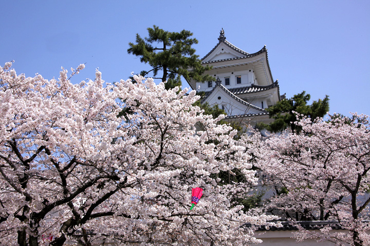 大垣城の桜