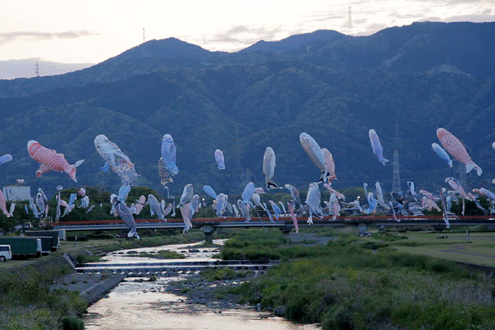 相川に架かる　鯉の吹流し