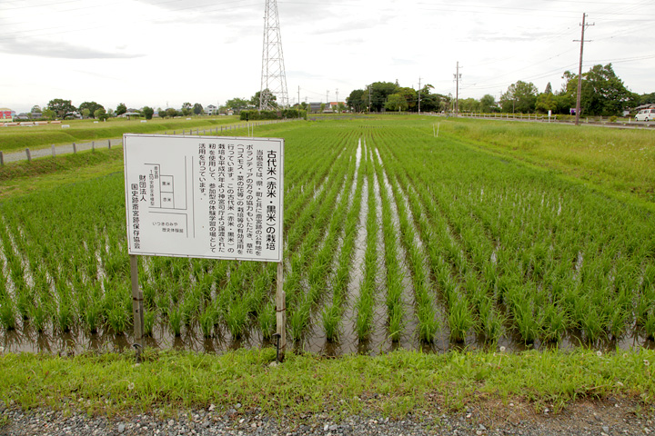 古代米の栽培