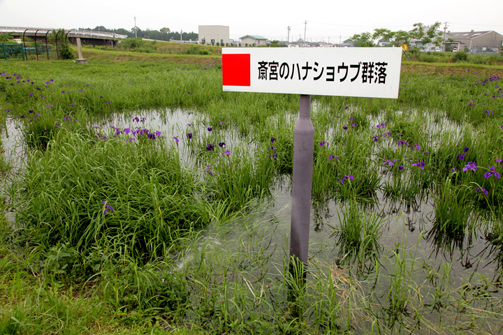 天然記念物 斎宮のハナショブ群落」