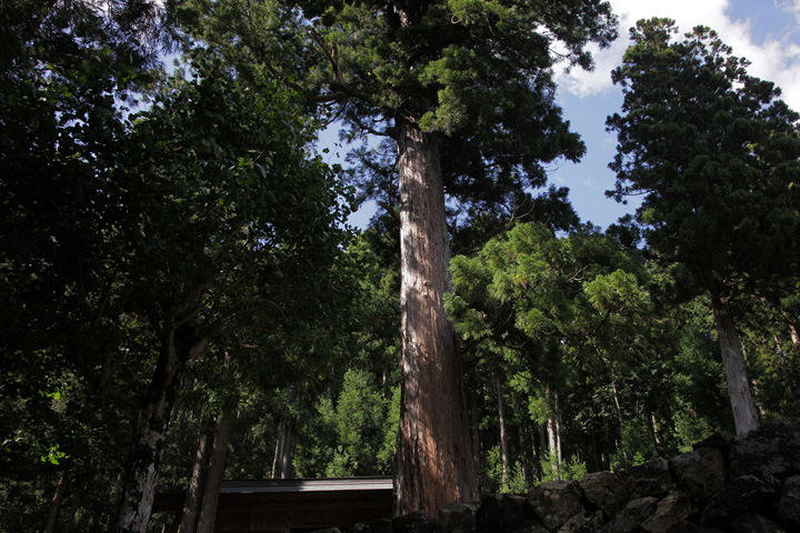 須佐之男神社の綾杉